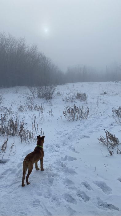 Дарю щенка-подростка