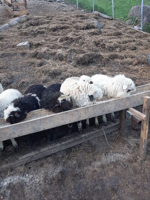 Vand trei meluti și-o caprita