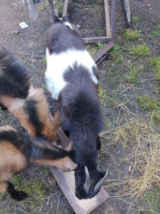 De vânzare un țap de doi ani  și o iadă de un  an  iadă preț 700 lei