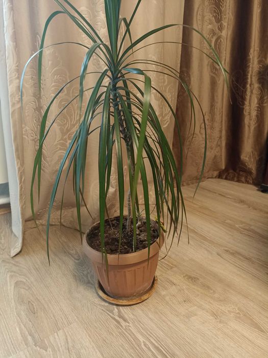 Драцена 80 см неприхотливая