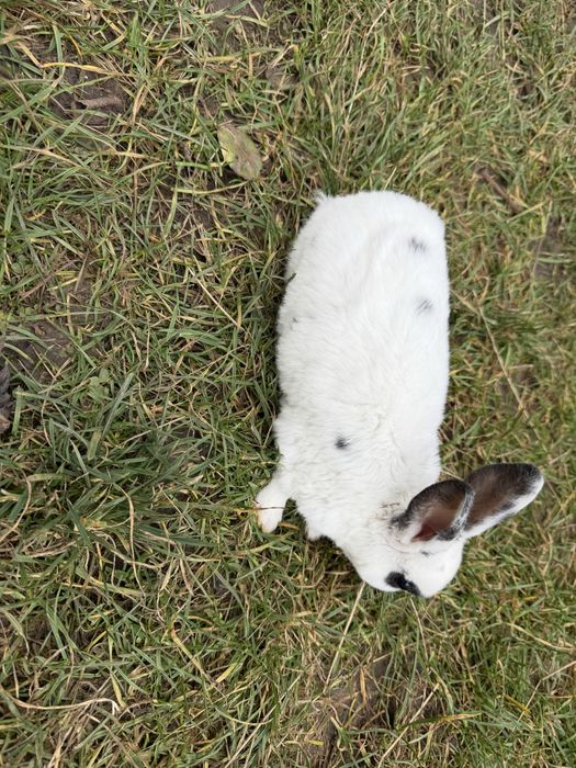 Iepuroi rex de vanzare