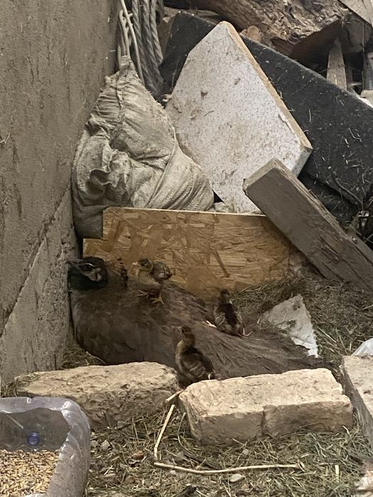 Продам Павлин девочку