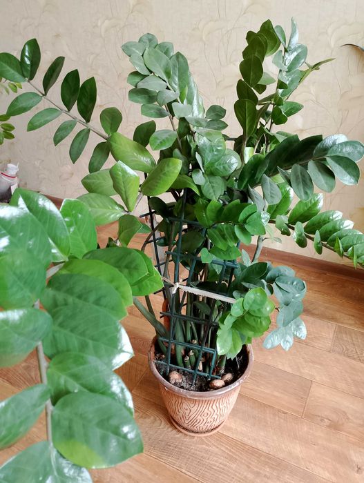 Продам комнатные растения