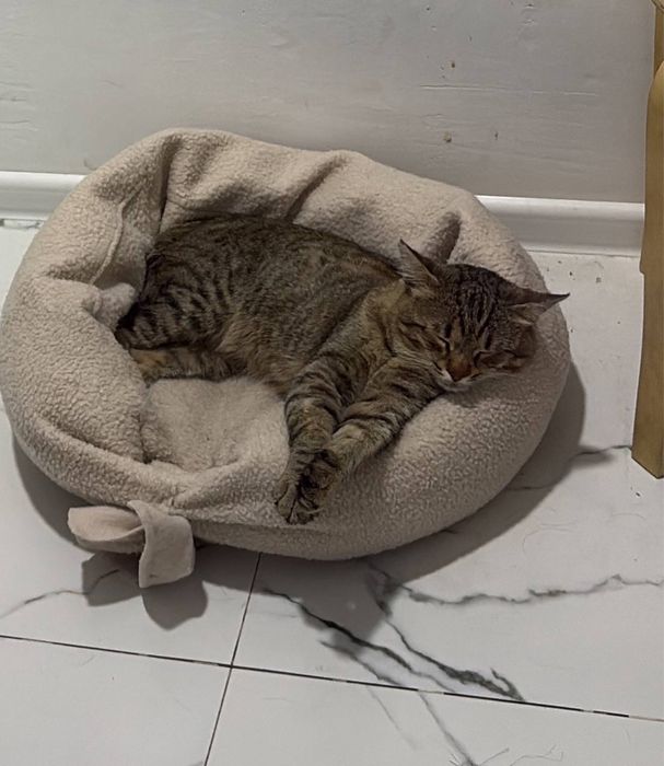 Ищем дом для ласкового котика