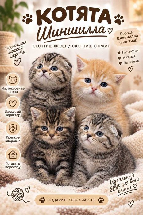 Скотиш страйт  котята