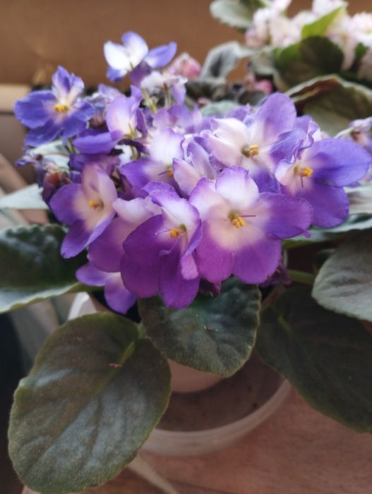 Фиалки бархатные