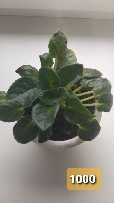 Фиалки на продажу