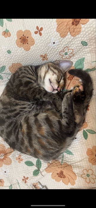 Продаётся котёнок бенгальской породы (девочка).