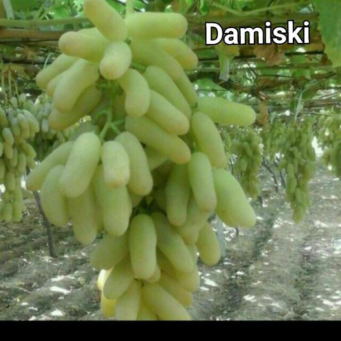 Мевали кучатлар карлик ва полкарлик сифатига суртига 100% кафолат бера