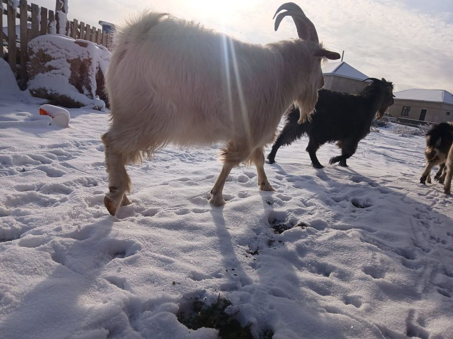 Улкен ири теке 70мын 2жасар