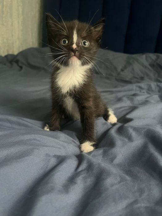 Отдам котят в добрые руки