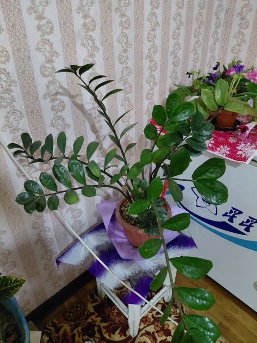 Замиокулькас дерево долларовое