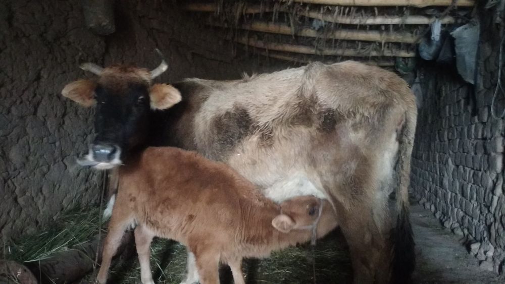 Mol mmcchcjkrbfibfkfkfnffjfnnfjrlrekofevdkfrvnrkfvrnf ok nfrirjfirkdjr