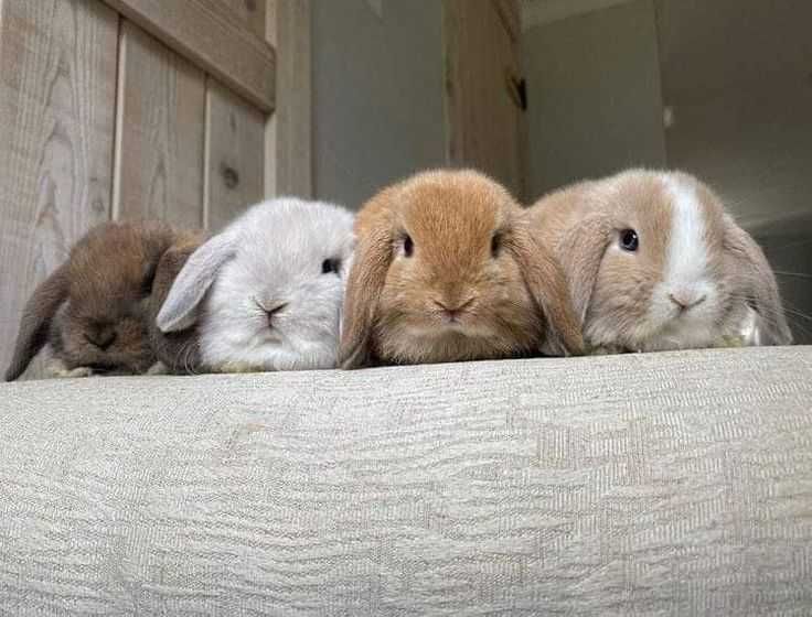 Iepurasi berbec pitic - Mini lop