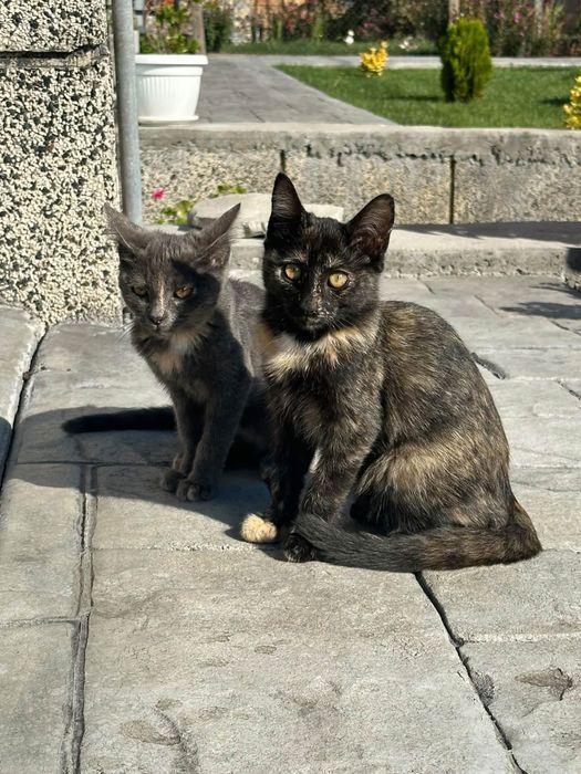 Коте женско черно с петна