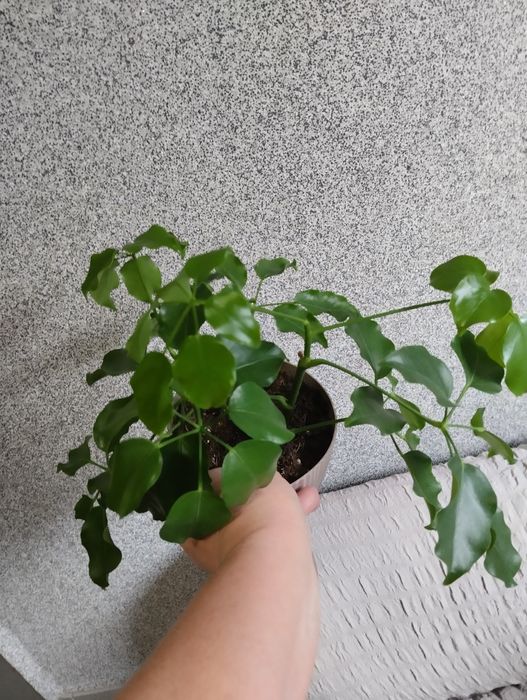 Предлагаю цветы комнатные.