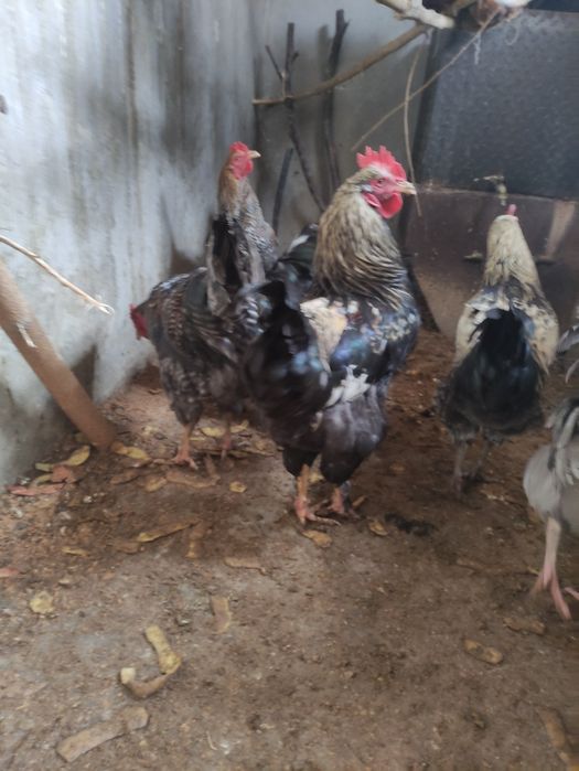 Кораздар сатылады