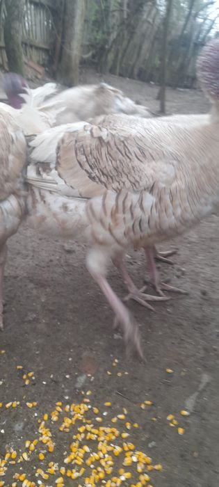 De vânzare 4 curcani de neam bun