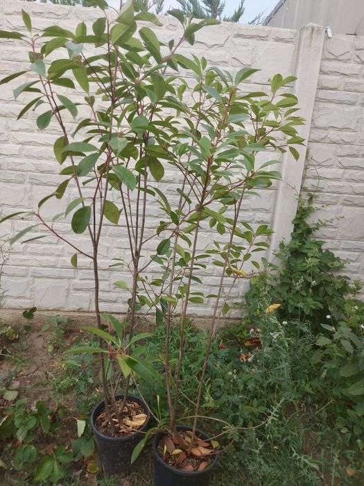 Vand 19 bucati Photinia la ghiveci