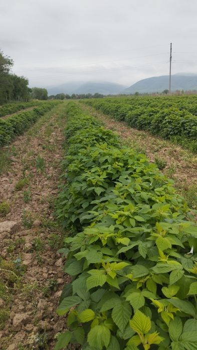 Продам саженцы малины