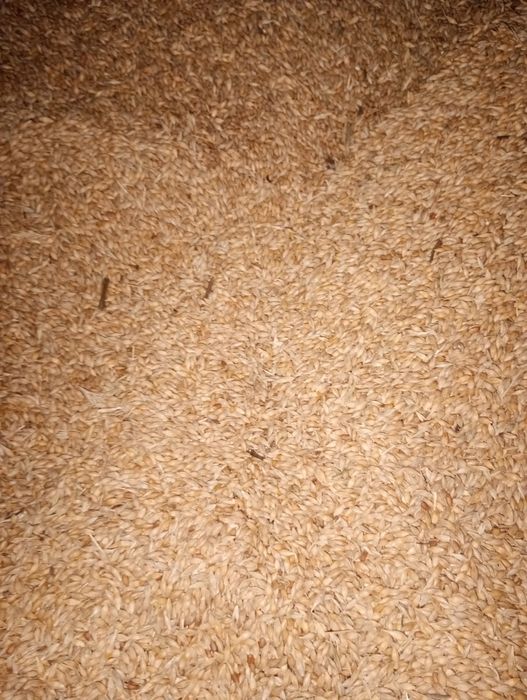 Grau ,ovaz, orzoaica,porumb 2025