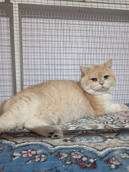 Британский шиншилла вязка