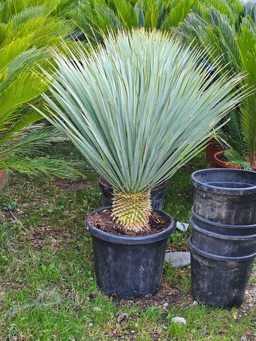 Yucca , planta decorativa