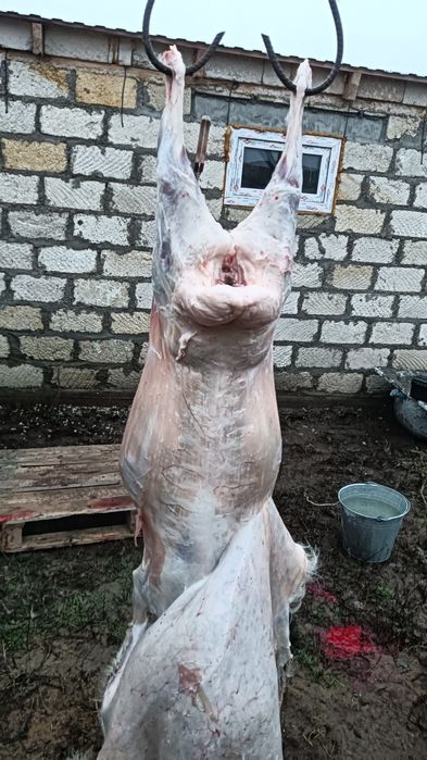 Семіз қойлар сатылады