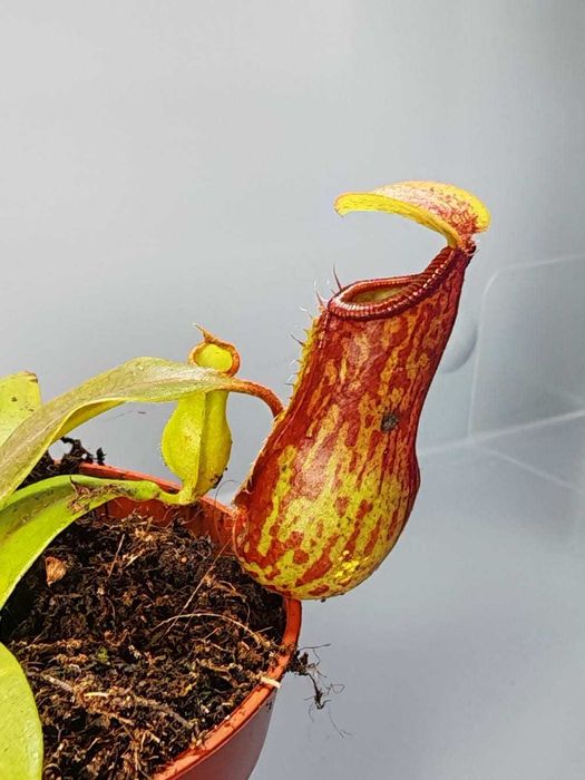 Мухоловка - Хищни - Насекомоядни растения