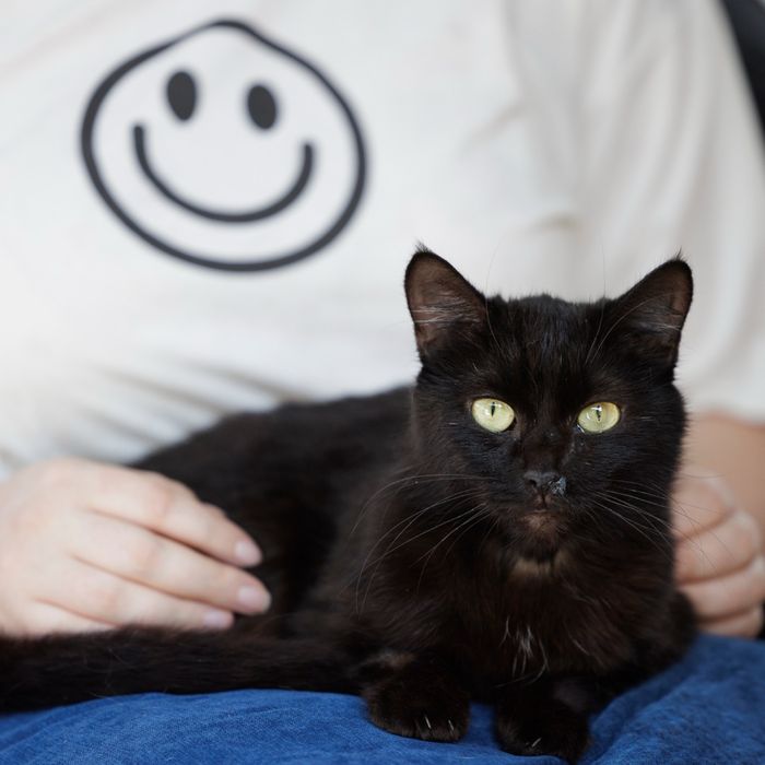 Подарю в дом кошку