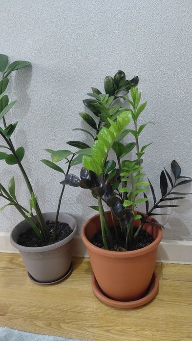 Комнатные растения