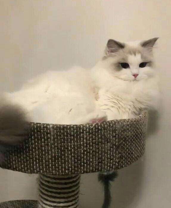 чистокровные Регдоллы !!