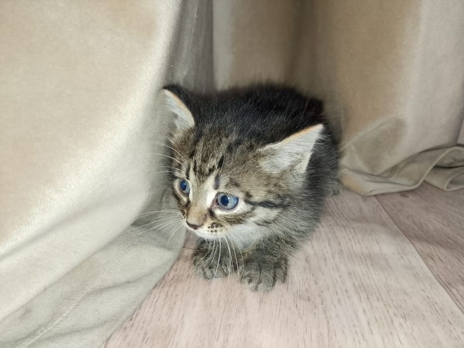 Котёнок девочка домашняя бесплатно