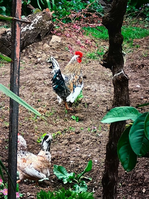 Оплодени яйца от Декоративни кокошки