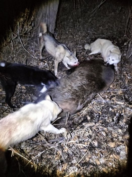 Продам РусскоЕвропейскуюЛайку