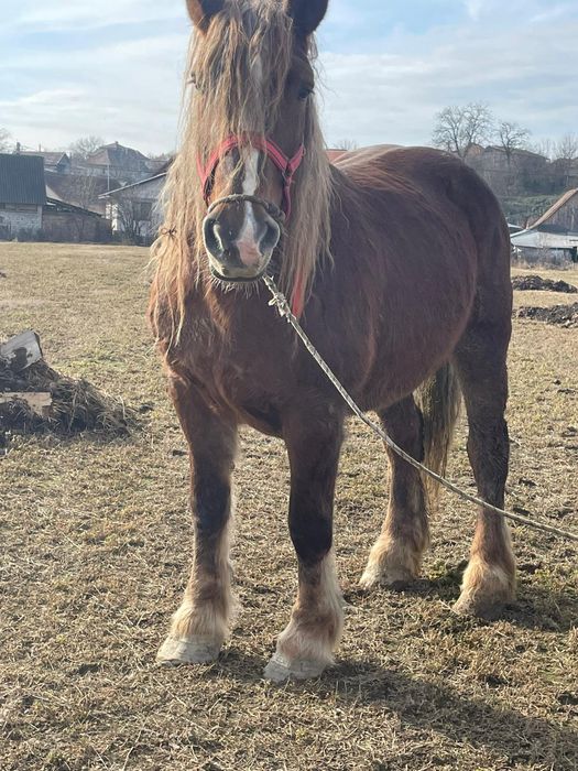 De vânzare iapa de 7 ani