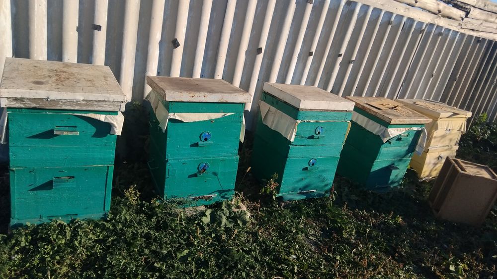 Продам или Обмен Пасика