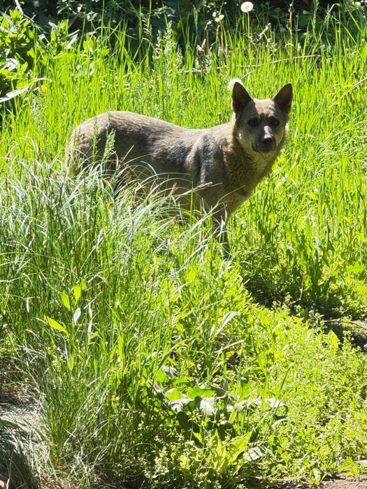 Собака ищет Хозяина