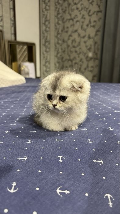 Scottish Fold Serebristaya Shinshilla