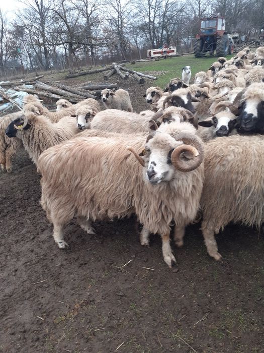 De vânzare 2 berbeci