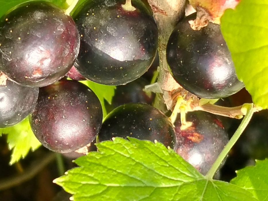 Продам смородину, малину, дачную