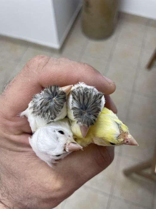 Канарейка сотилади