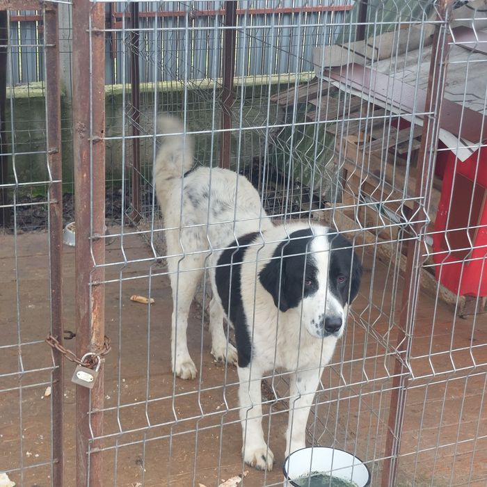 Vând 1 mascul ciobănesc