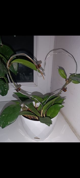 Цветок Хойя , асал томчи гул