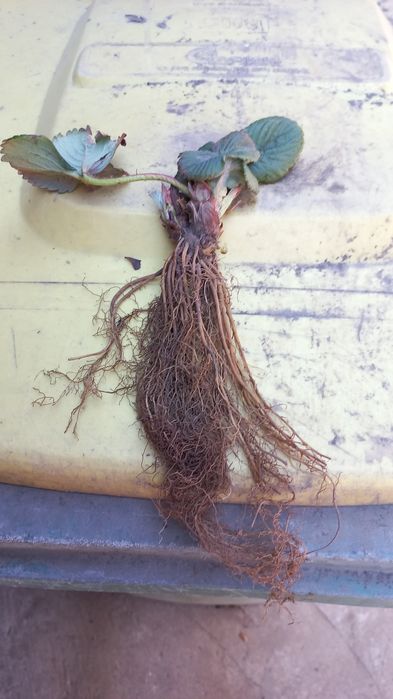 Comercializam stoloni capsuni Albion,soiuri anuale,zmura polka