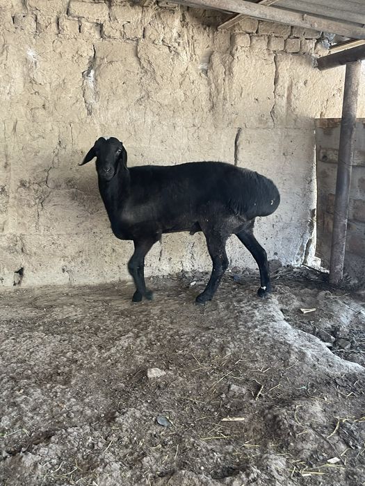 Yosh qochqor sotiladi