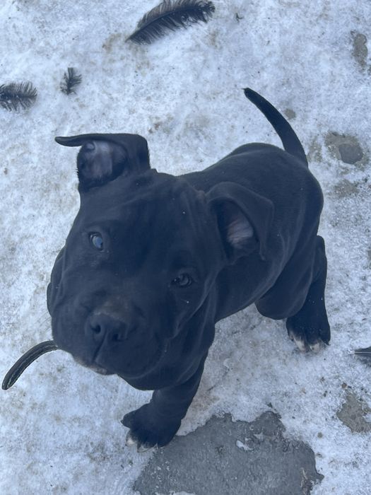 Pitbul sotiladi 2.5 oylik