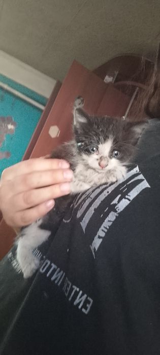 Котенок мальчик в хорошие руки