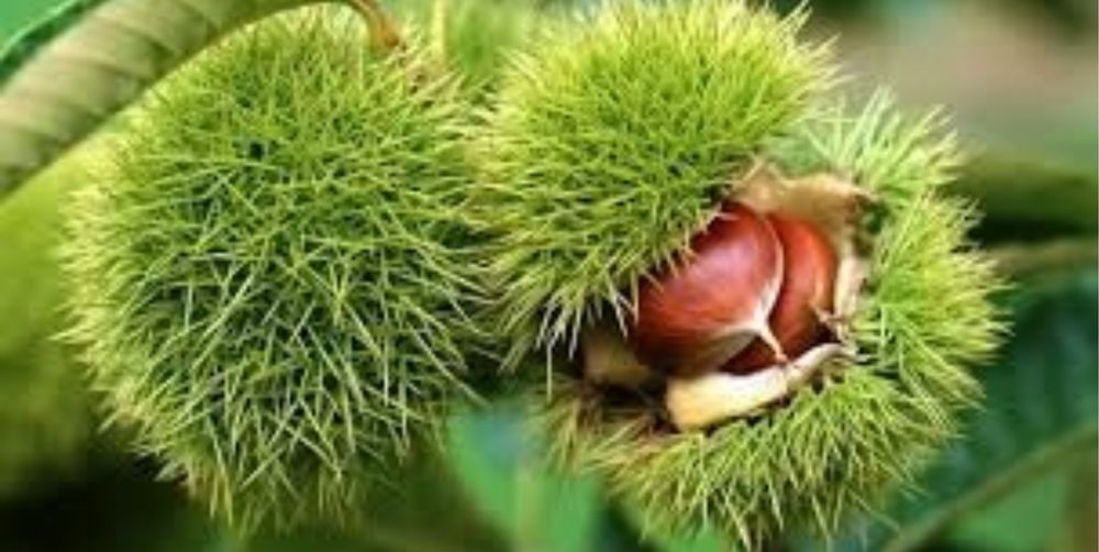 Castan comestibil voliltoca pe rod