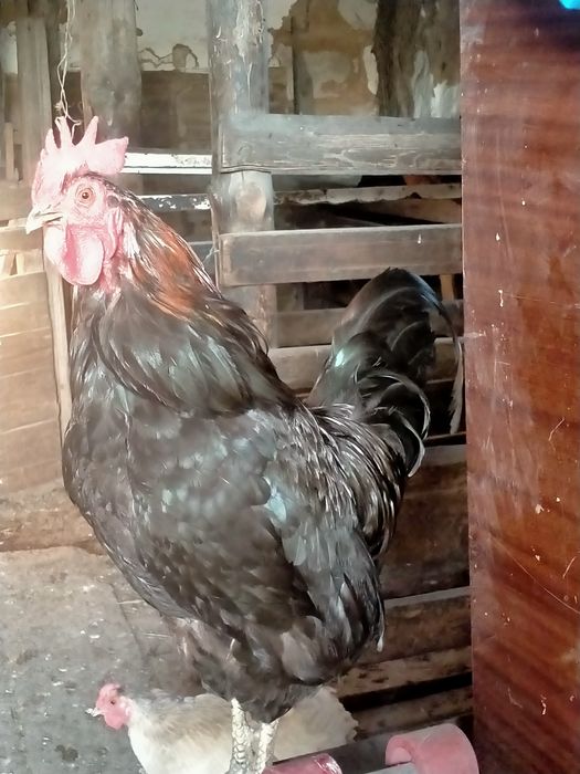 Продам домашних курей и петухов